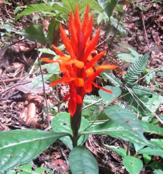 Exuberante bosque tropical en Fina Bananito Kabil&uacute;